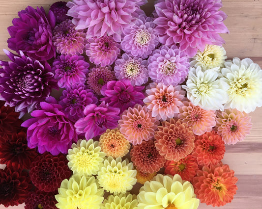 2026 September Flower CSA Subscription